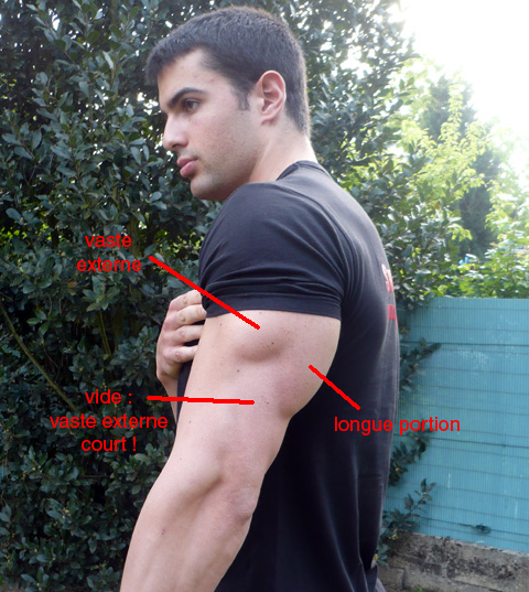 comment avoir de gros triceps