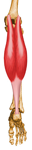 Musculation des triceps suraux/mollets (jambes)