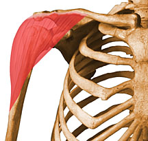 Musculation des deltoïdes (épaules)