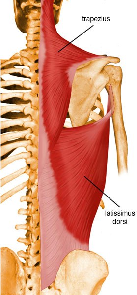 Musculation des trapèzes (épaisseur du dos)