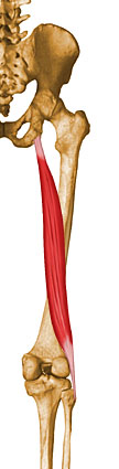 Musculation des ischio-jambiers (cuisses postérieures)