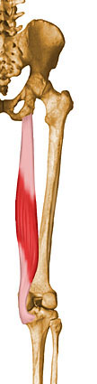Musculation des ischio-jambiers (cuisses postérieures)