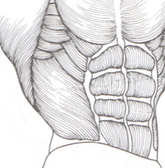 Musculation des abdominaux (ceinture abdominale)