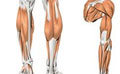 Les muscles fusiformes et les muscles penniformes en musculation