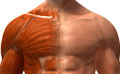 Exercices d'étirements des pectoraux pour la musculation