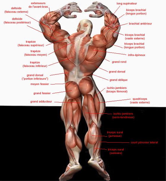 Planche anatomique des muscles