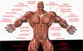 Planche anatomique des muscles pour la musculation